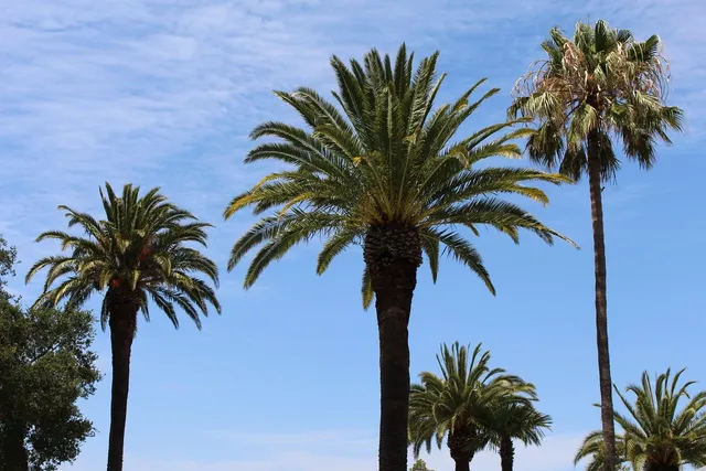 Mudanzas Palmera S.L - Getafe